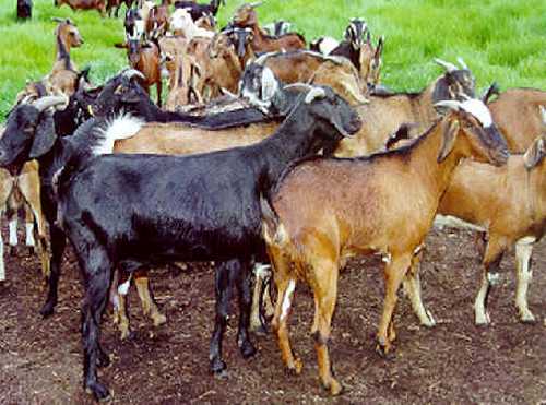 Cara Mengembangkan Bisnis Ternak Kambing Kacang dalam Skala Besar