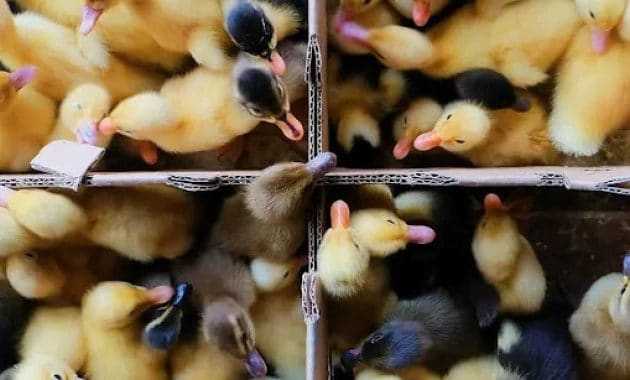 Panduan Memilih Bibit Entok Unggul untuk Budidaya Skala Kecil