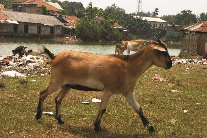 Cara Memilih Bibit Kambing Kacang Yang Sehat Unggul Produktif