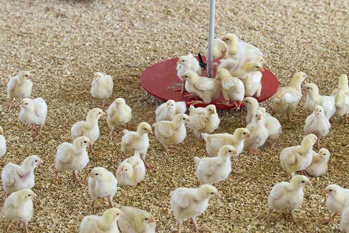 Cara Memilih Bibit Ayam Pedaging Yang Sehat Dan Unggul
