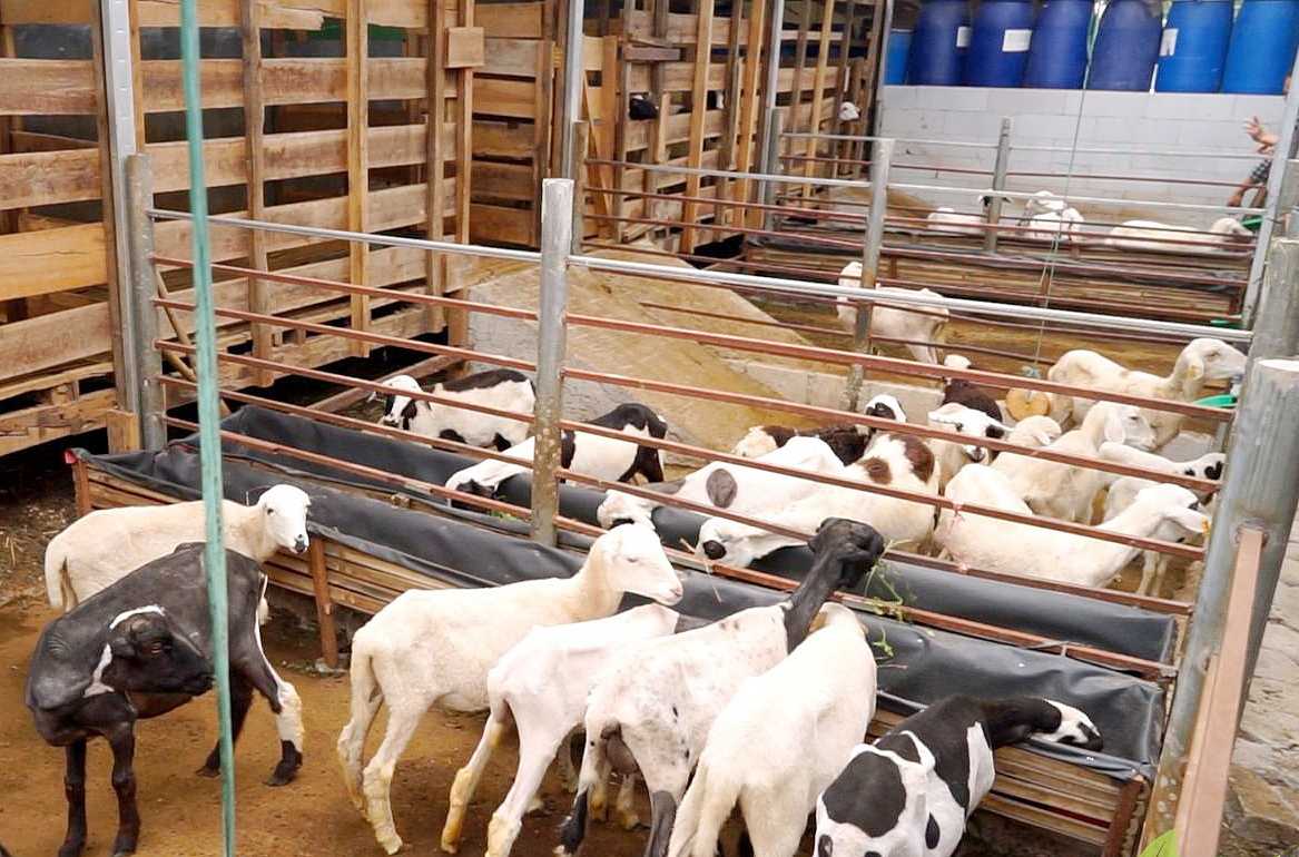 Cara Memaksimalkan Keuntungan Dari Usaha Ternak Kambing Kacang Rumahan