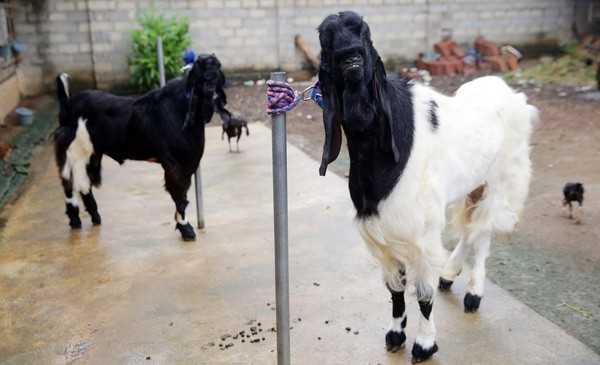 Strategi Menjaga Kualitas Genetik Kambing Etawa Jangka Panjang