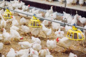 Cara Budidaya Ayam Pedaging Agar Menghasilkan Panen Melimpah