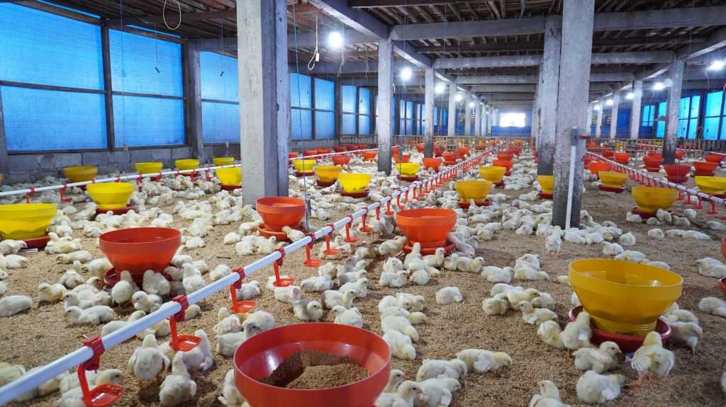 Tips Sukses Budidaya Ayam Pedaging Agar Cepat Panen Melimpah