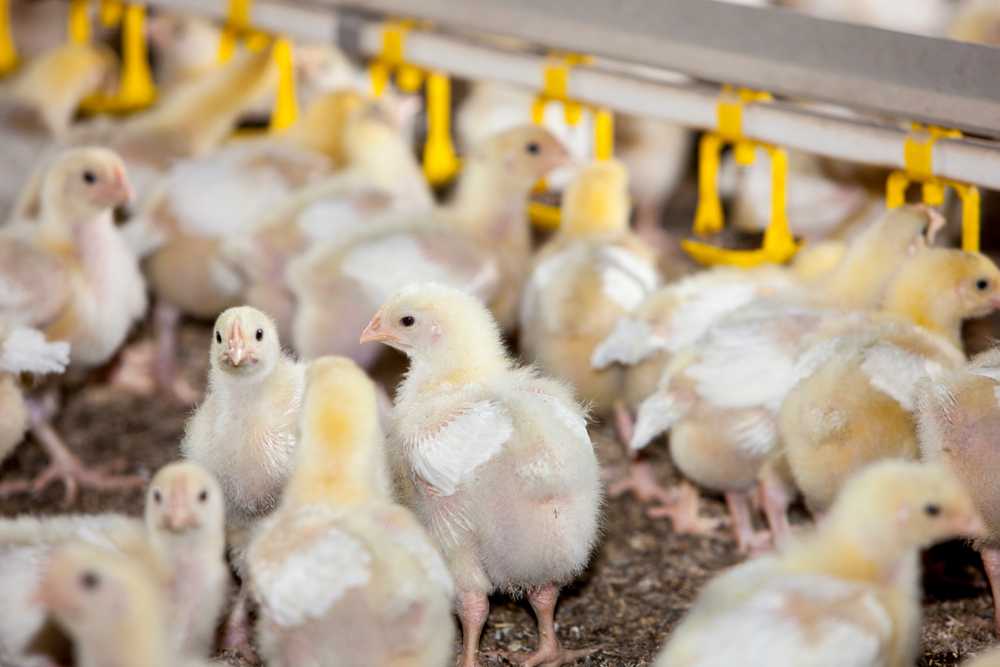Cara Memilih Bibit Ayam Pedaging Yang Sehat Dan Unggul