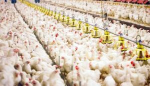 Tips Mengatur Modal Usaha Ternak Kambing Kacang Secara Efektif