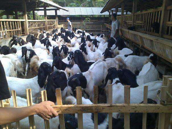 Strategi Pemasaran Hasil Ternak Kambing Etawa Yang Menguntungkan
