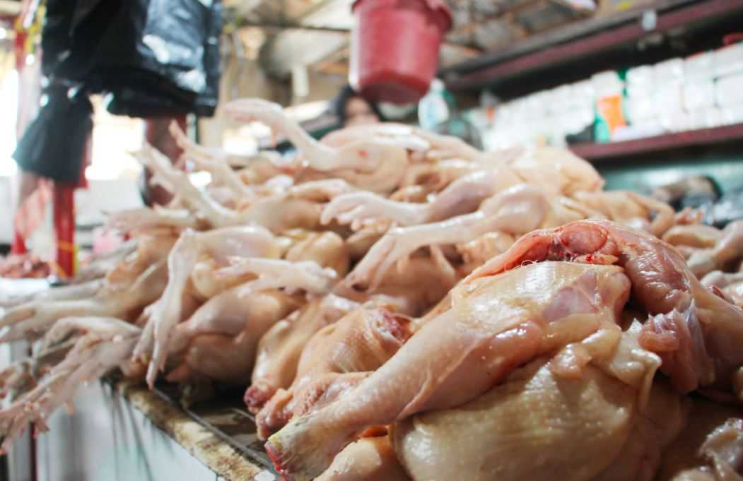 Strategi Pemasaran Hasil Ternak Ayam Pedaging Yang Menguntungkan