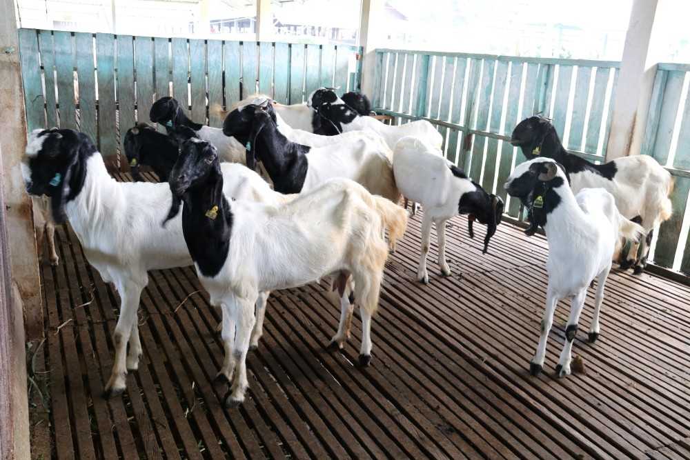 Tips Sukses Beternak Kambing Etawa Agar Cepat Berkembang