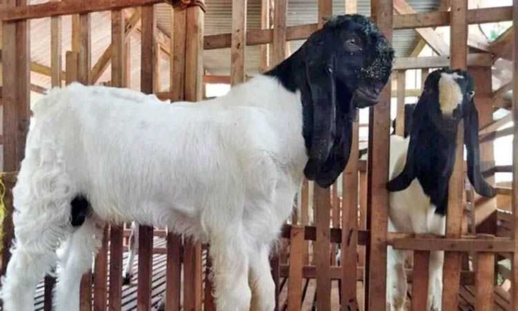 Cara Mengatur Pola Makan Kambing Etawa Agar Cepat Besar
