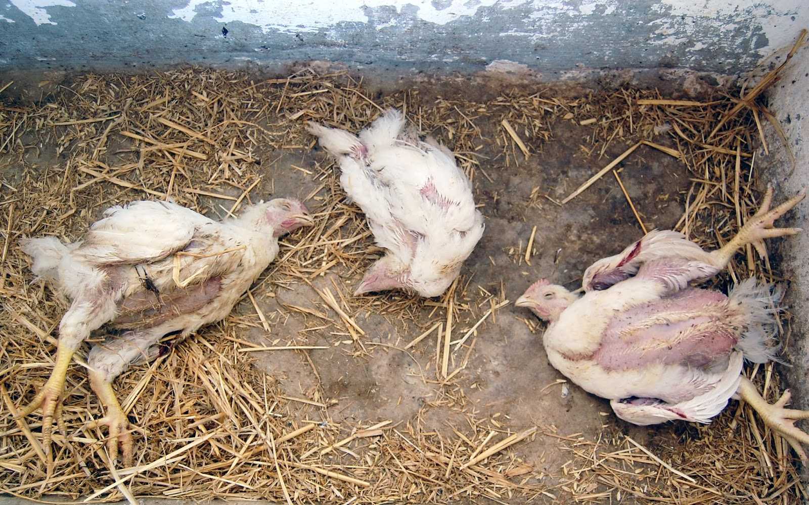 Panduan Mengatasi Penyakit Umum Pada Ayam Pedaging Dengan Tepat