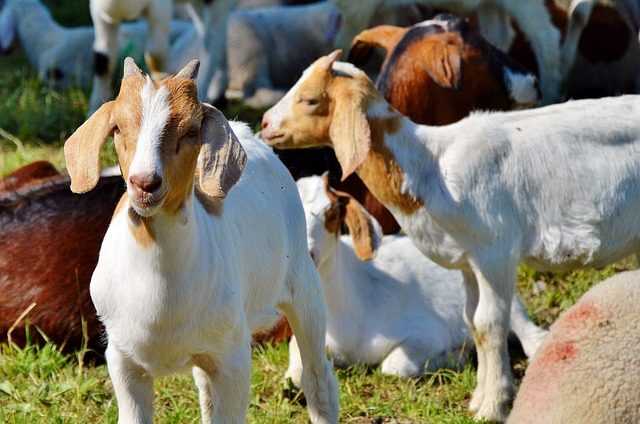 Tips Mengatur Modal Usaha Ternak Kambing Kacang Secara Efektif