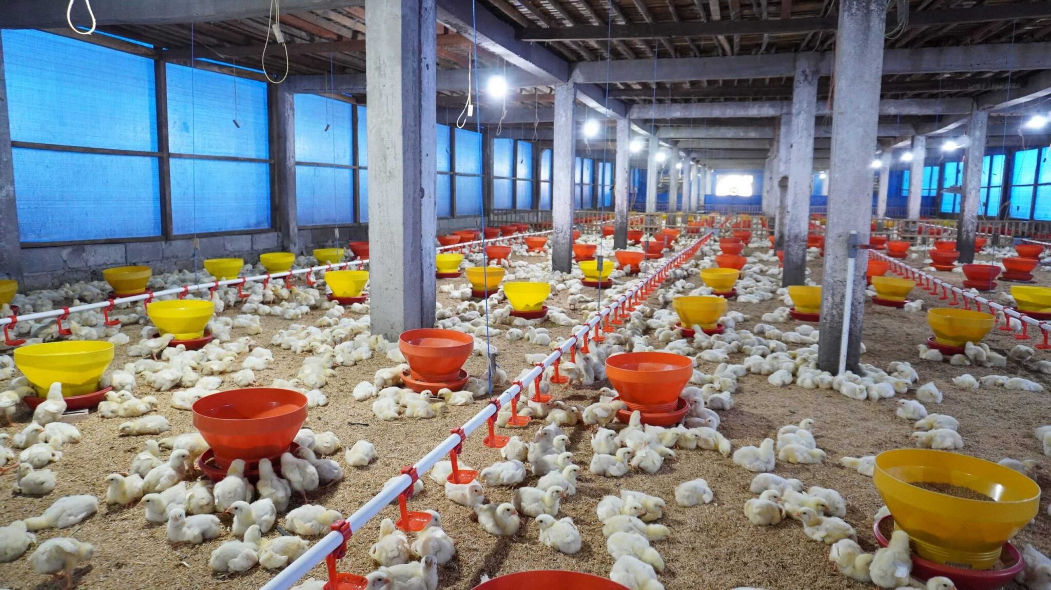 Pedaging Inilah Tips Mengatur Modal Usaha Ternak Ayam Pedaging Sederhana ...