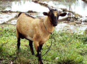 Tips Mengatasi Stres Pada Kambing Kacang Selama Masa Pemeliharaan