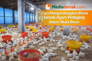 Cara Mengembangkan Bisnis Ternak Ayam Pedaging dalam Skala Besar