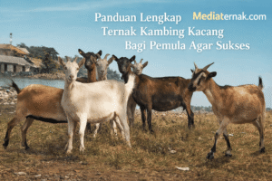 Panduan Lengkap Ternak Kambing Kacang Bagi Pemula Agar Sukses
