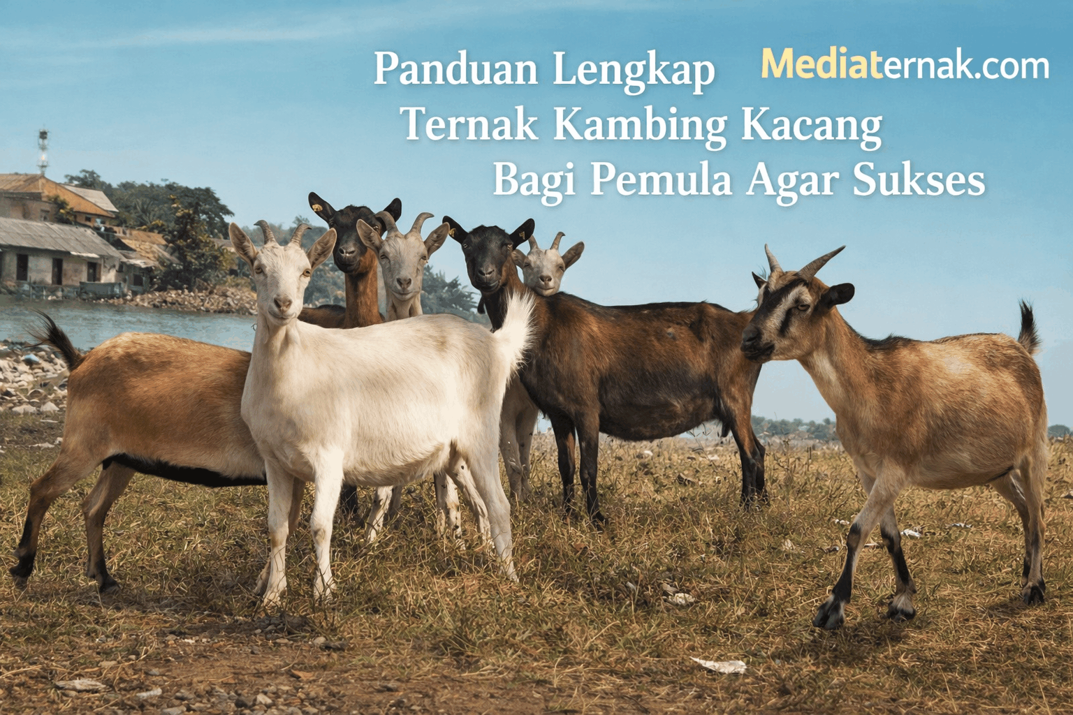 Panduan Lengkap Ternak Kambing Kacang Bagi Pemula Agar Sukses