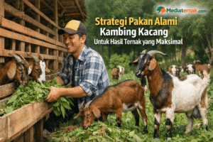 Strategi Pakan Alami Kambing Kacang Untuk Hasil Ternak yang Maksimal