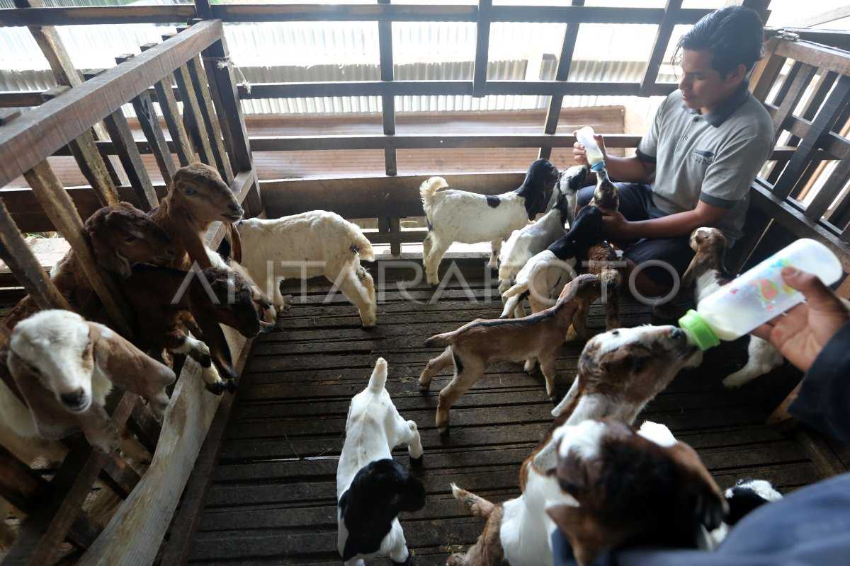Cara Budidaya Kambing Etawa Untuk Menghasilkan Susu Melimpah