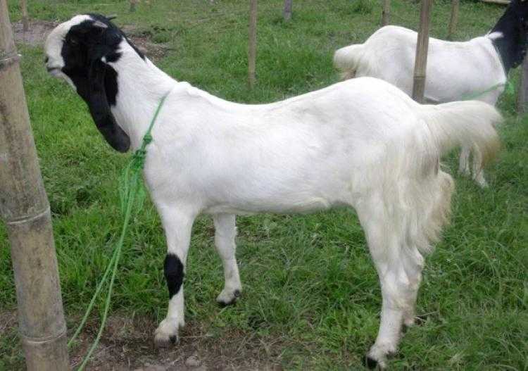 Cara Memaksimalkan Keuntungan Dari Ternak Kambing Etawa Rumahan