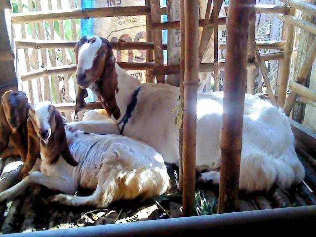 Tips Mengatur Modal Usaha Ternak Kambing Etawa Sederhana