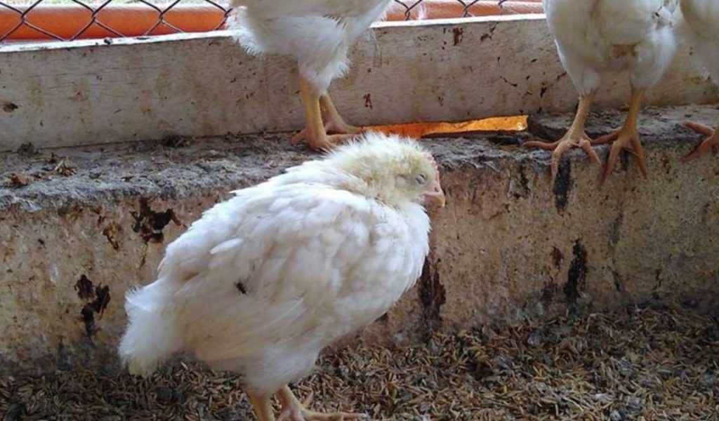 Panduan Mengatasi Penyakit Umum Pada Ayam Pedaging Dengan Tepat