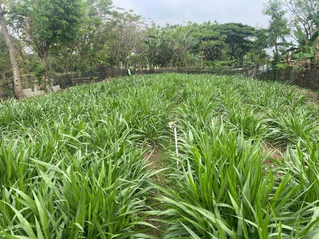 Panduan Pemilihan Pakan Tambahan Untuk Kambing Etawa Sehat
