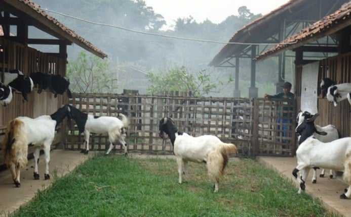 Panduan Ternak Kambing Etawa Bagi Pemula