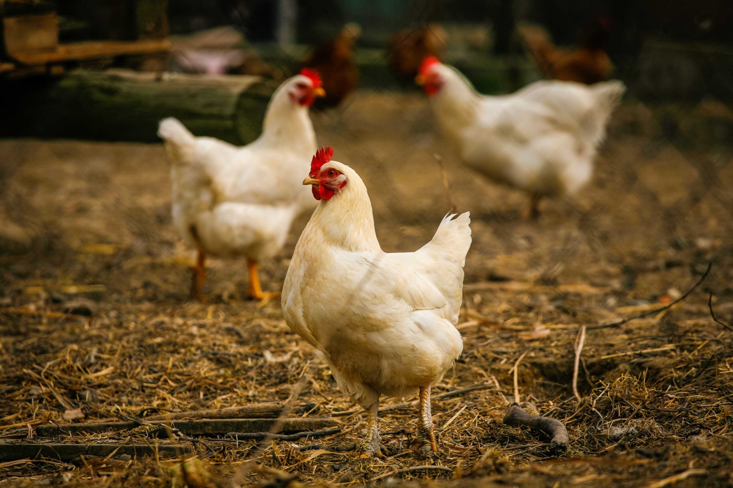 Tips Memilih Lahan Ternak Ayam Pedaging Yang Paling Sesuai