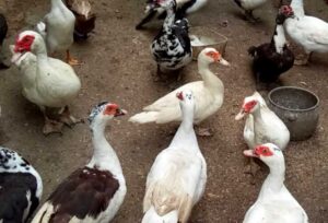 Panduan Lengkap Perawatan Entok agar Tumbuh Sehat dan Kuat