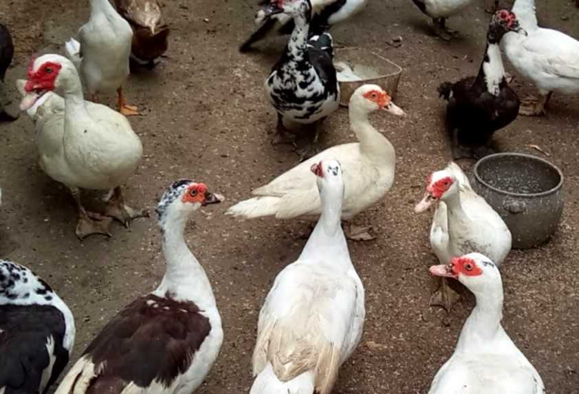 Panduan Lengkap Perawatan Entok agar Tumbuh Sehat dan Kuat
