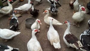 Cara Mengatur Pola Makan Entok agar Cepat Besar