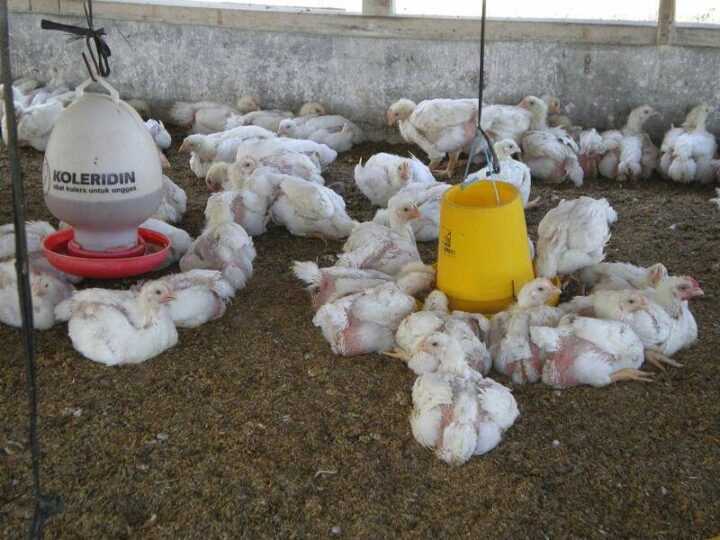 Tips Mengatur Modal Usaha Ternak Ayam Pedaging Sederhana