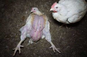 Tips Mengatasi Stres Pada Ayam Pedaging Selama Pemeliharaan Intensif