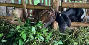 Panduan Pemberian Pakan Tambahan Untuk Kambing Kacang Lebih Sehat