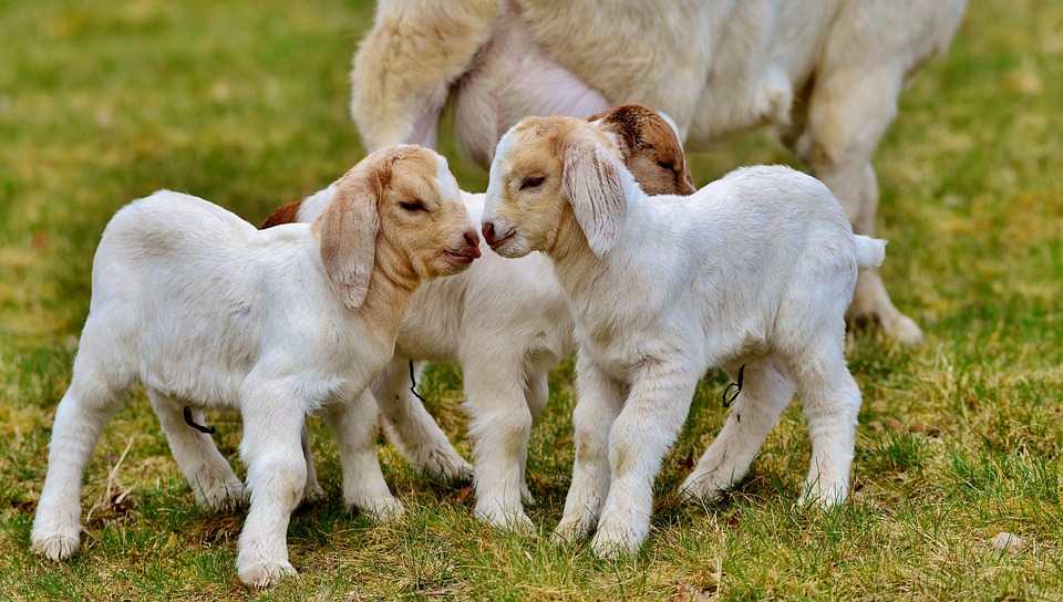 Panduan Merawat Anakan Kambing Etawa Supaya Tumbuh Optimal