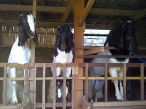 Cara Sukses Mengembangkan Bisnis Ternak Kambing Etawa Skala Besar