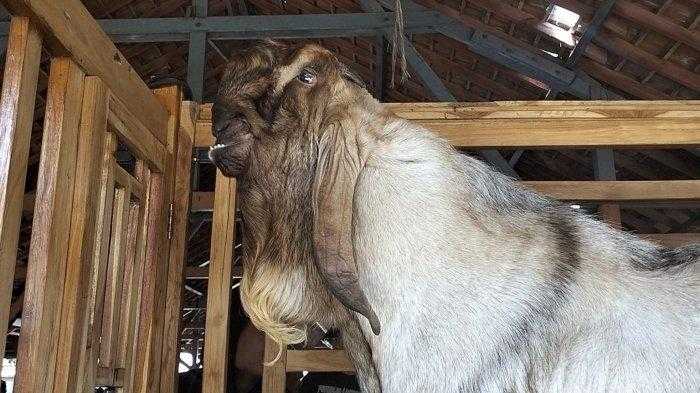 Strategi Menjaga Kualitas Genetik Kambing Etawa Jangka Panjang