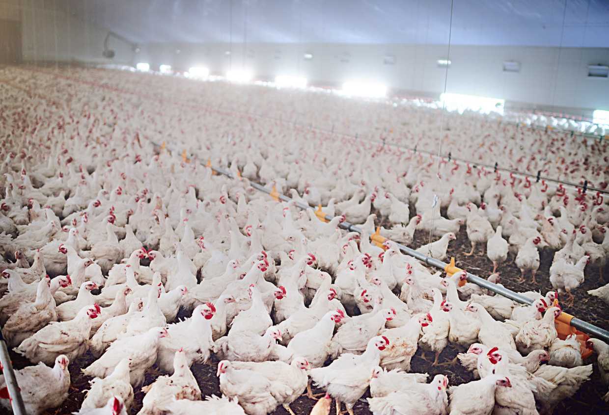 Cara Menjaga Stamina Ayam Pedaging Agar Tetap Produktif