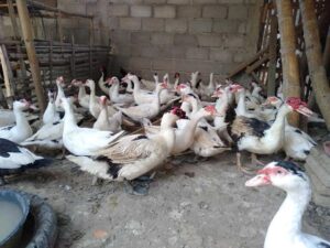 Prospek Pasar Entok di Indonesia untuk Peluang Usaha Baru