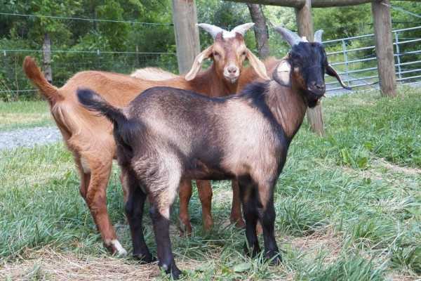Cara Menjaga Stamina Kambing Kacang Agar Tetap Produktif Tinggi