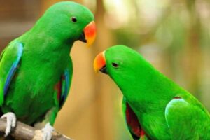 Burung Beo : Klasifikasi, Ciri, Jenis, Habitat dan Persebarannya