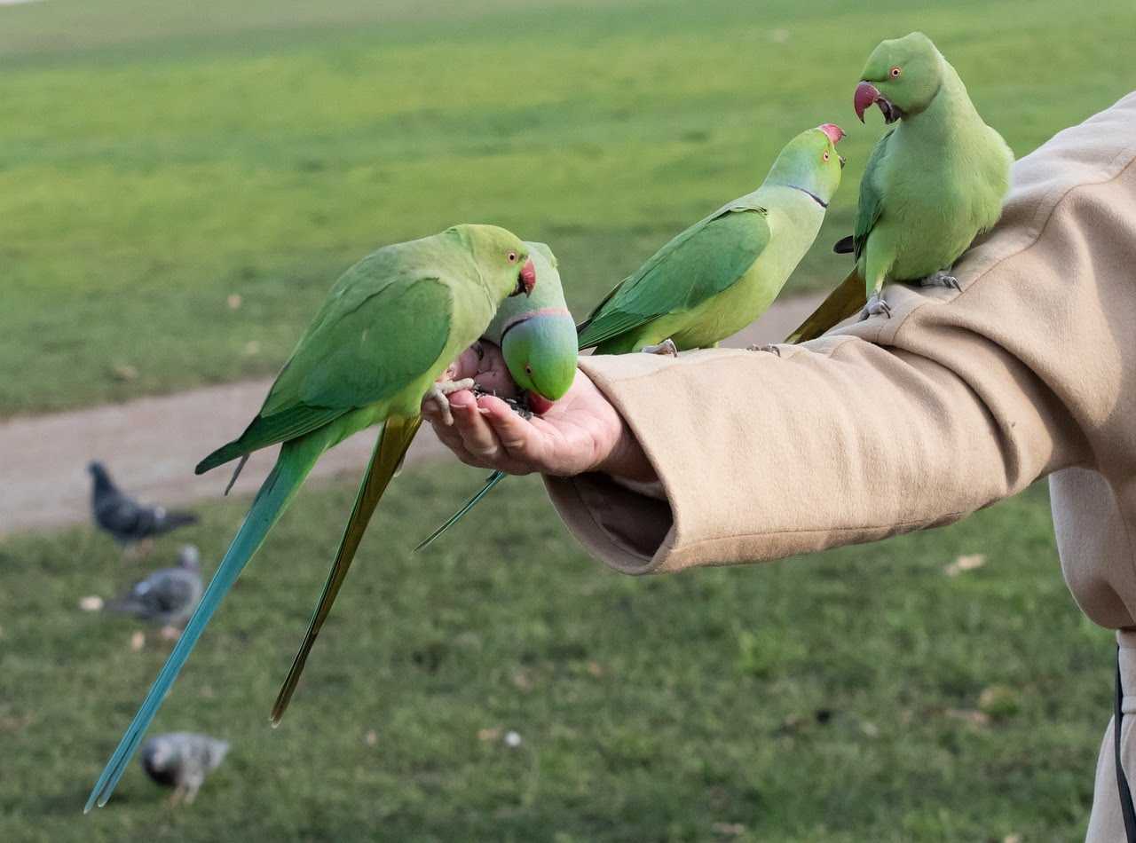 Alasan Mengapa Burung Nuri Menjadi Hewan Peliharaan Favorit