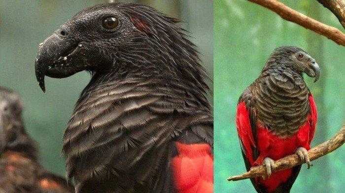 Fakta Unik Tentang Burung Nuri yang Jarang Diketahui Orang