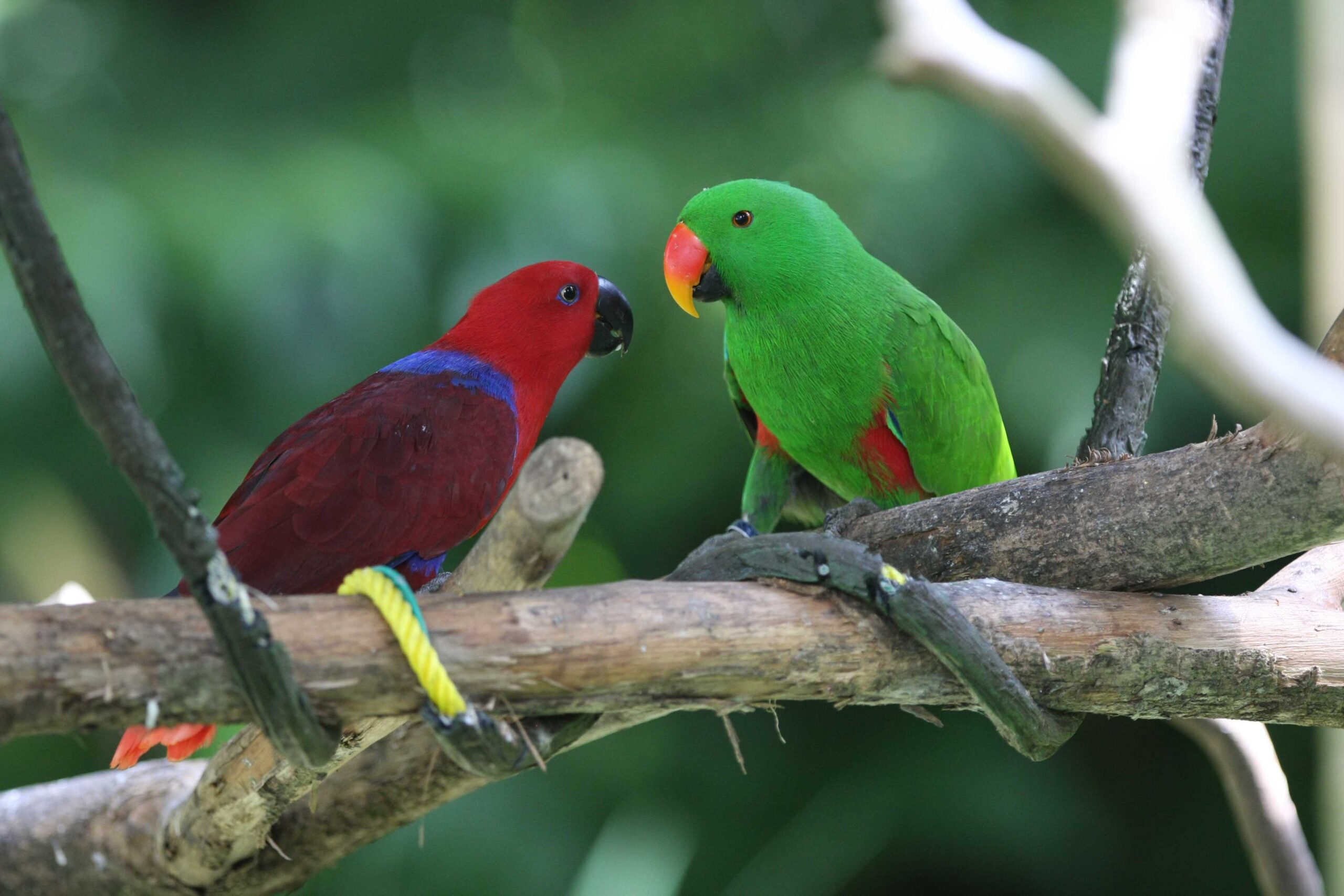 Perbedaan Burung Nuri Jantan dan Betina yang Perlu Diketahui