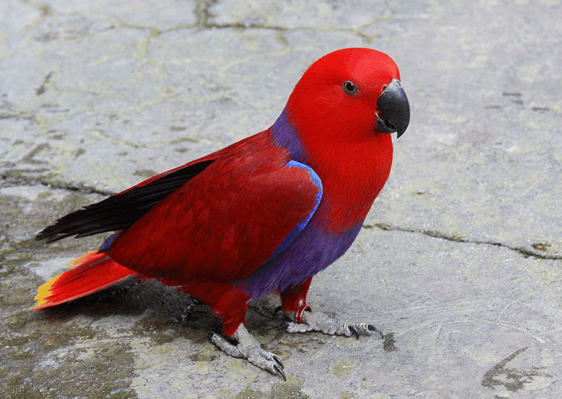 Cara Merawat Burung Nuri agar Tetap Sehat dan Ceria