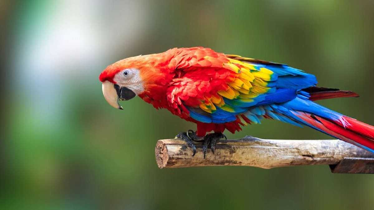 Burung Nuri Klasifikasi, Ciri, Jenis, Habitat, Siklus Hidup dan Peran