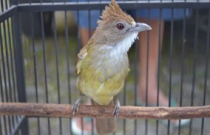 Cucak Jenggot Ciri, Karakteristik, Habitat, Jenis, Karakter dan Pola Makan