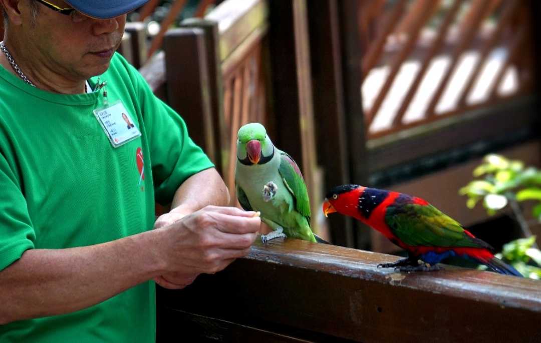 Tips Melatih Burung Nuri agar Cepat Pintar Bicara