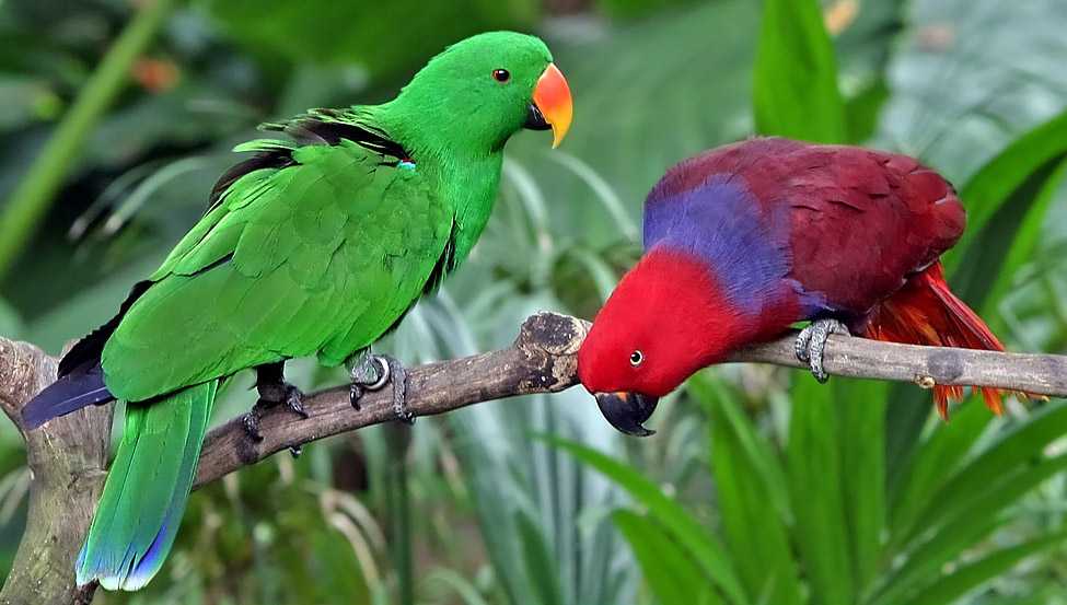 Langkah Mudah Menjinakkan Burung Nuri dari Hutan